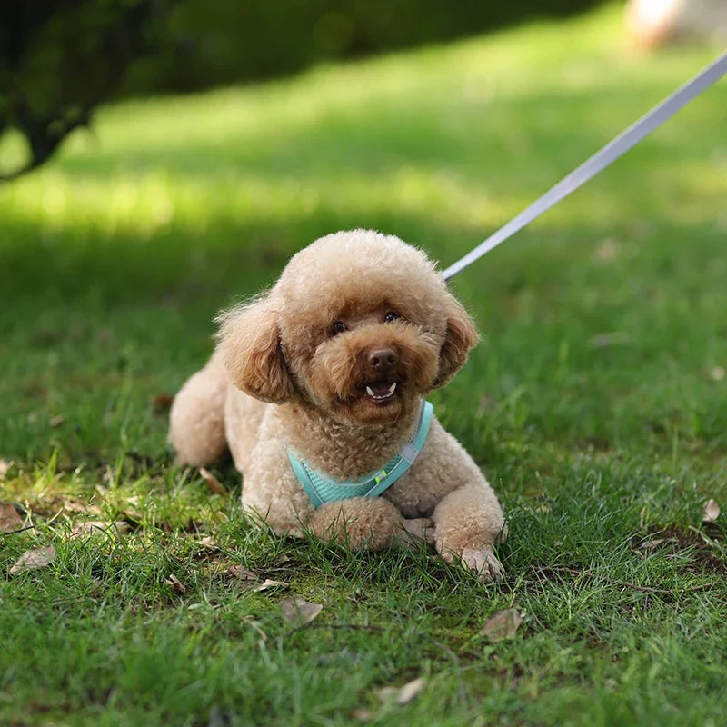 Adjustable Puppy Harness & Leash Set