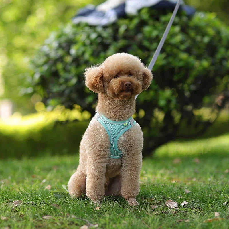 Adjustable Puppy Harness & Leash Set