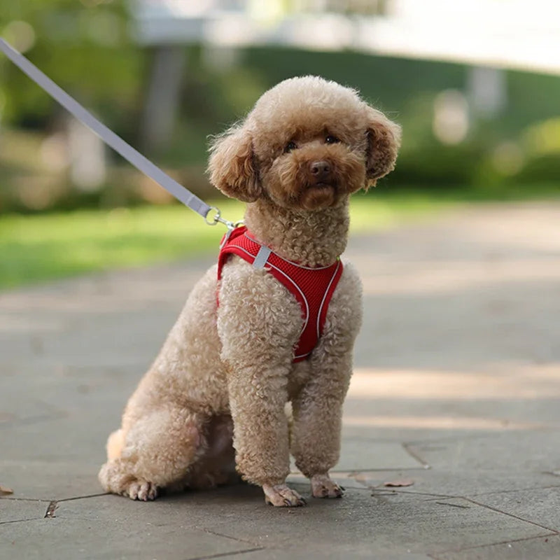 Adjustable Puppy Harness & Leash Set