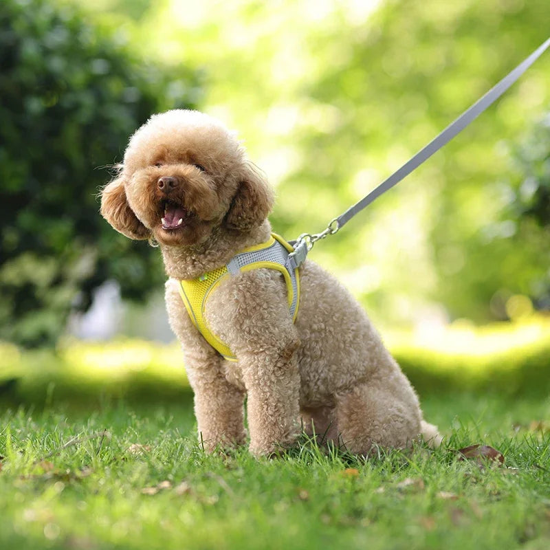 Adjustable Puppy Harness & Leash Set